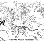 Amazon Rainforest and Wildlife (Labeled)