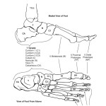 Bones of the Foot