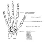 Bones of the Hand