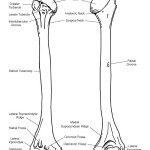 Humerus Bony Features