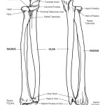 Radius and Ulna (Forearm) Bony Features