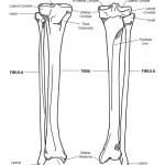 Tibia and Fibula (Calf) Bony Features