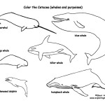 Whales and Dolphins Coloring Page (Cetacea)