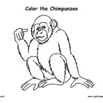 Chimpanzee