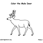 Deer (Mule)