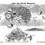 Florida Mangrove and Wildlife