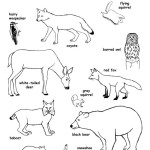 Forest Animals