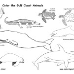 Gulf Coast Animals