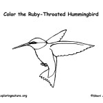 Hummingbird (Ruby-throated)