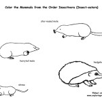 Moles, Shrews & Hedgehogs (Order Insectivores)