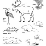 Wetland Animals