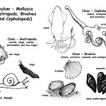 Mollusks (Octopus, Squid, Snails, Clams and Slugs)