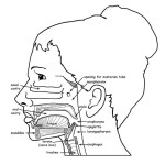 Mouth, Pharynx and Esophagus