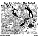 New Zealand Animals