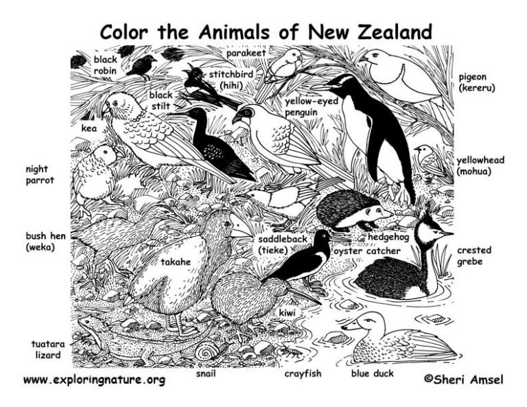 New Zealand Animals Coloring Nature