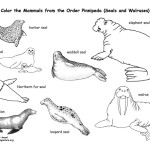 Seals and Sea Lions (Pinnipeds) Coloring Page