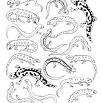 Salamanders