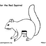 Squirrel (Red)