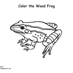 Wood Frog