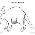 Aardvark