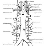 Abdominal Aorta