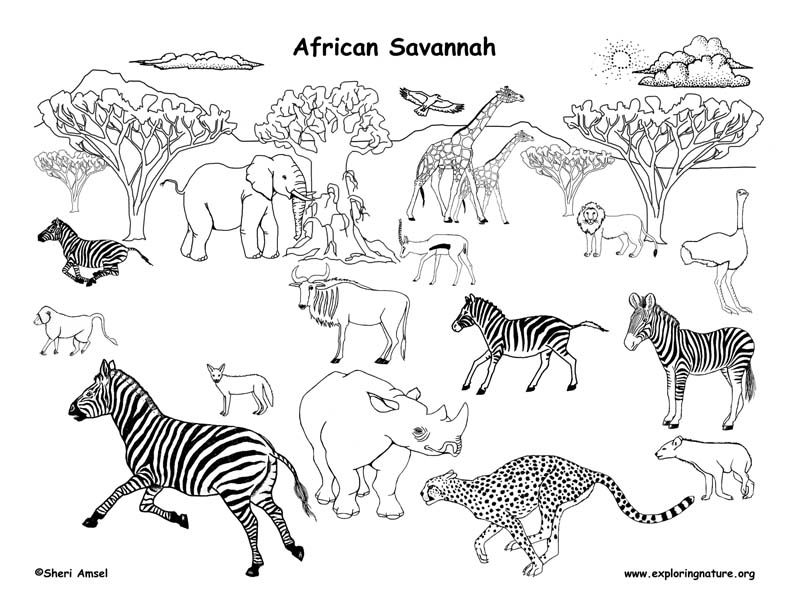 Download African Grassland Animals (Labeled) - Coloring Nature