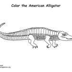 Alligator (American)