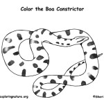 Boa Constrictor