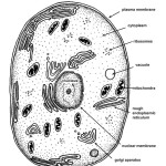 Cell (Animal)