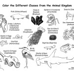 Animals From Every Class of the Animal Kingdom