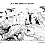 Antarctic Animals (Labeled)