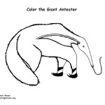 Anteater (Giant)