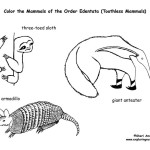 Sloths, Anteaters & Armadillo (Toothless Mammals)