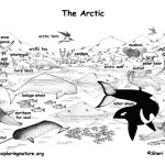 Arctic Animals (Labeled)