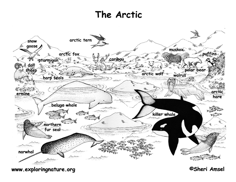 arctic-animals-labeled-coloring-nature