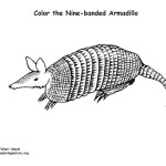 Armadillo (Nine-banded)