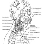 Arteries of the Head and Neck