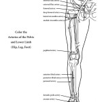 Arteries of the Lower Limb