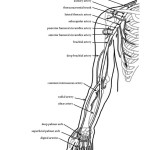 Arteries of Upper Limb (Arm)