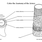 Artery Anatomy