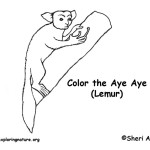 Aye Aye (Lemur)