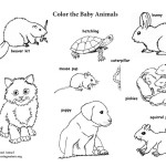 Baby Animals (Labeled)