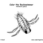 Backswimmer