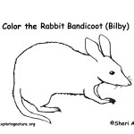 Bandicoot (Bilby)