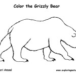 Bear (Grizzly)