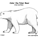 Bear (Polar)