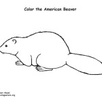 Beaver (American)