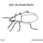 Ground Beetle