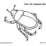 Japanese Beetle