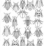 Beetles